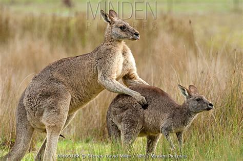 Eastern Grey Kangaroo stock photo - Minden Pictures