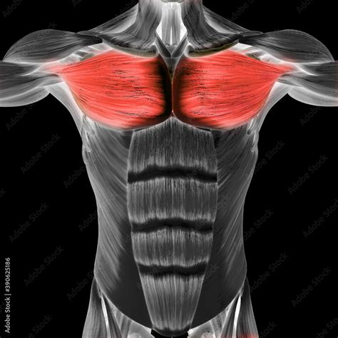 Human Muscular System Parts Pectoral Muscle Anatomy Stock Illustration ...