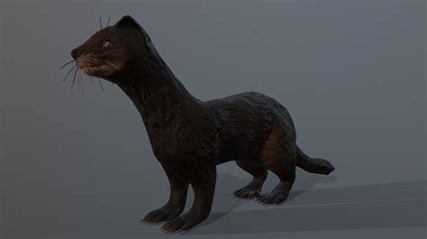 3D model Dark sable ferret VR / AR / low-poly | CGTrader