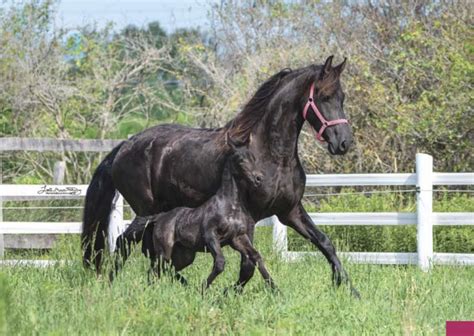 The Friesian: Identifying Your Breeding Goals - Fhana