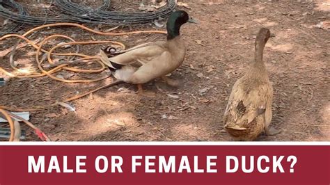 Identifying Male And Female Ducks Gender In Ducklings Youtube