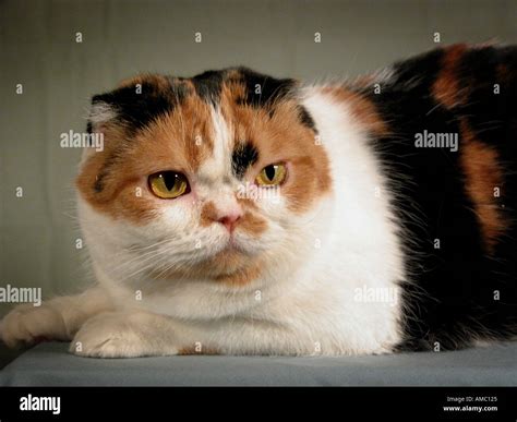 Calico Scottish Fold Kitten