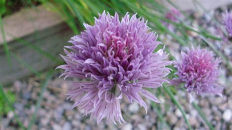 Chives By Null Hypotheses On Deviantart