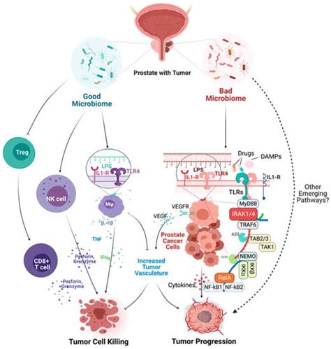 Cancers Free Full Text The Molecular Basis And Clinical