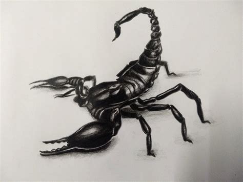 Scorpion Sketch With Charcoal R Drawing