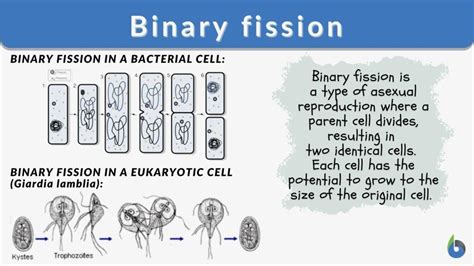 Binary Fission Definition And Examples Biology Online Dictionary