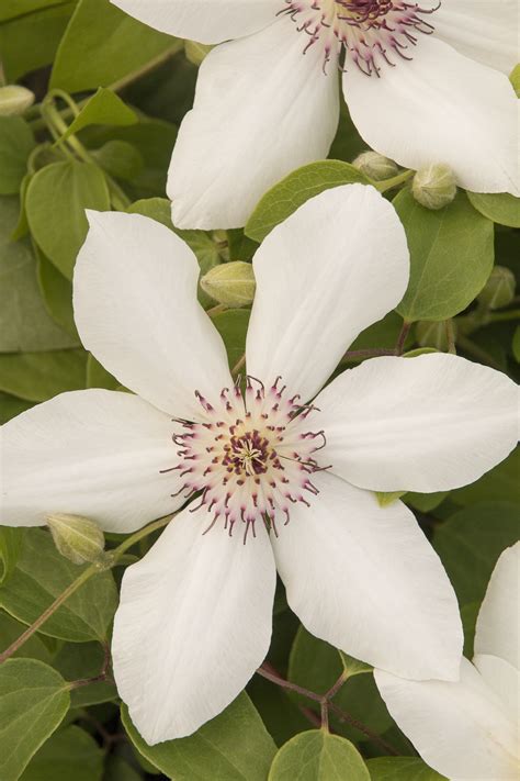 Boulevard® Ninon™ Clematis Shade Garden Clematis Monrovia Plants