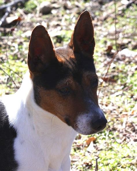 Seegmiller Standard Rat Terriers Contact Us