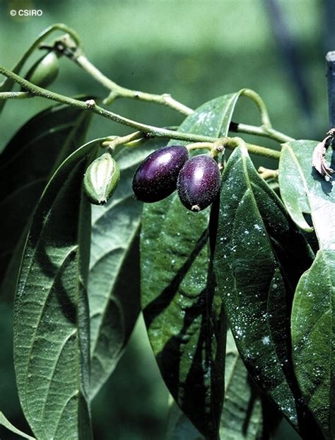 Alangium Polyosmoides Subsp Polyosmoides