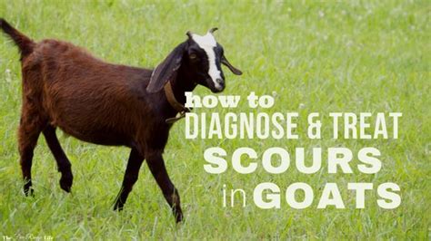 Diagnosing And Treating Scours In Goats Goats Raising Goats Goat Care