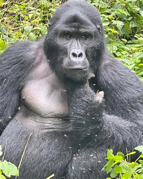 Uganda And Rwanda On A Budget With Gorilla Trekking Safaris