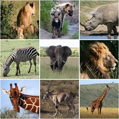 Collage Of Wild Animals, Mammals Stock Photo - Image of feline, safari: 47019222