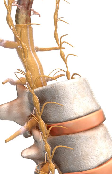 Spinal Anatomy Including Transverse Process And Lamina