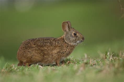 254 Rabbit Florida Stock Photos Free And Royalty Free Stock Photos From