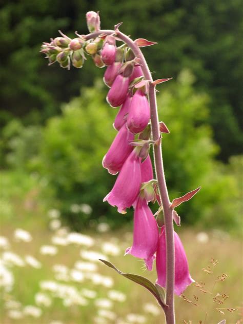 Botanique Scrophulariaceae Flickr