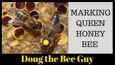 Marking The Queen Honey Bee Youtube