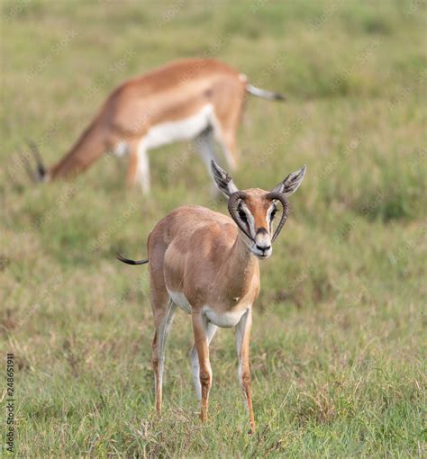 Gazelle with mutated horns in Tanzania Stock Photo | Adobe Stock