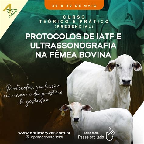 Protocolos De Iatf E Ultrassonografia Na F Mea Bovina Aprimoryvet