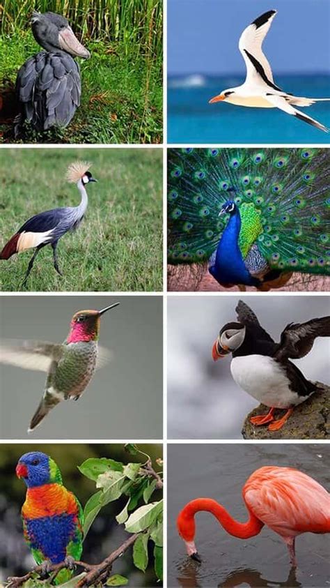 Pictures Of Most Beautiful Birds In The World - Infoupdate.org