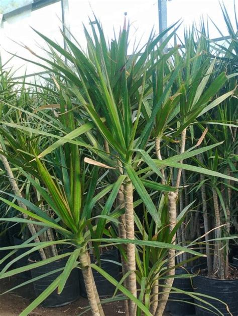 Palmera Dracena Marginata Clorofila Plantas