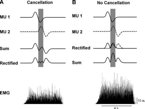 Decoding The Neural Drive To Muscles From The Surface Electromyogram