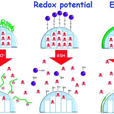 Left Schematic Depiction Of Active Targeting Possibilities On MSNs