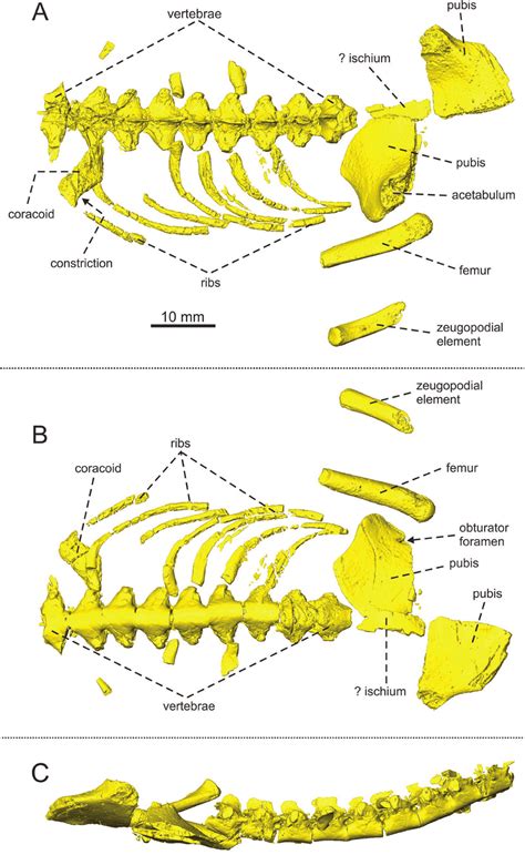 The pachypleurosaur skeleton P 15136 from Štefanová Cave. Segmented ...