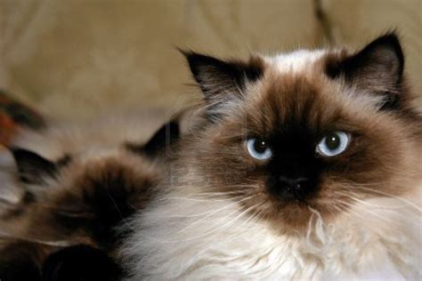 Current Affairs Himalayan Cat