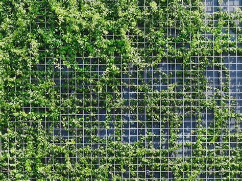 Premium Photo Full Frame Of A Fresh Green Climbing Plants On Metal