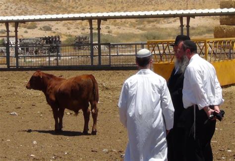 Holy Cow Red Heifer Project Part Of Path From ‘mourning To Building Temple Jewish And Israel