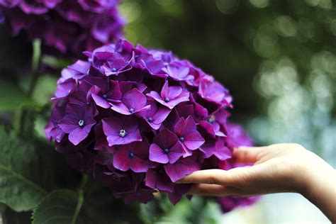 Cómo podar hortensias Mejor época proceso y cuidados