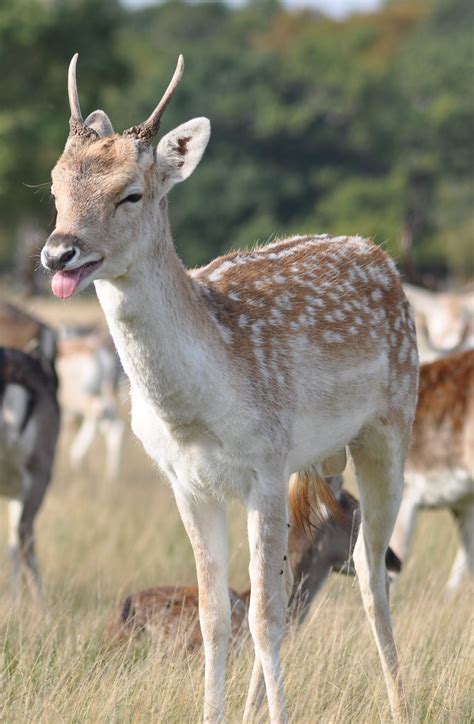 Fallow Deer Doe Dama Dama The Fallow Deer Dama Dama Is Flickr