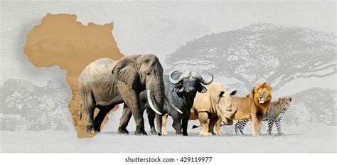 Big Five Africa Lion Elephant Leopard Stock Photo 429119977 | Shutterstock