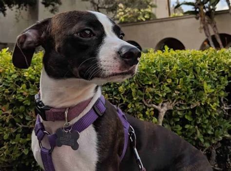 36 Boston Terrier Mixes: Your Loving And Lifelong Companions