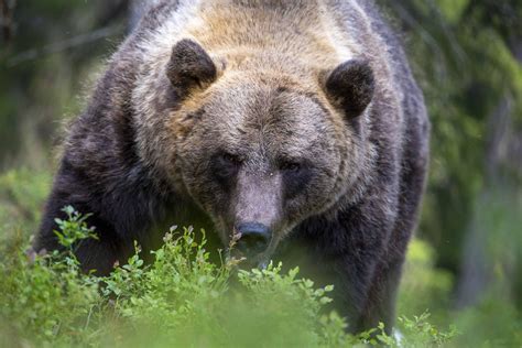 wild animal observation 12