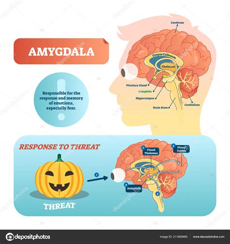 Amygdala medical labeled vector illustration and scheme with response ...