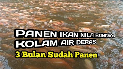 Panen Ikan Nila Bangkok Kolam Air Deras Bulan Panen Youtube