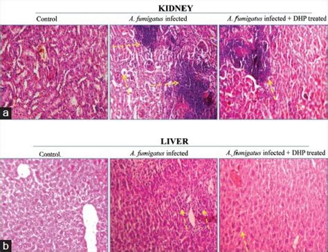 Histopathology Of Mice Organs Representative Photomicrographs Of H And