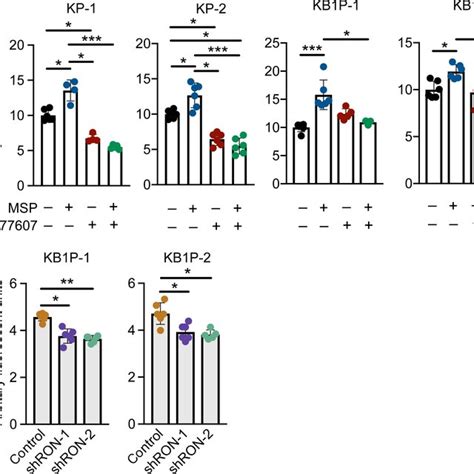 Msp Stimulates Akt And Mapk Signaling Pathways Through The Ron