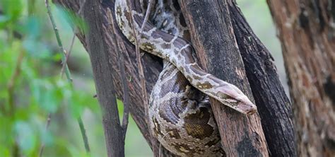 Close Encounters With The Indian Rock Python - Wildlife SOS