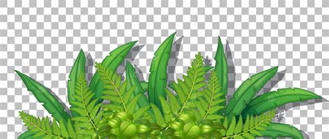 vegetations  clipart library