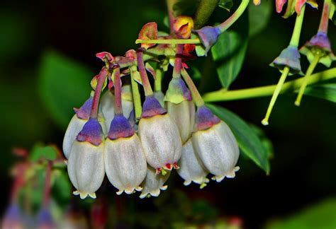 Rabbiteye Blueberry Vaccinium Virgatum Climax Garden Org