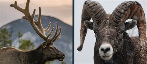 Antler vs Horn Comparison [What Are the Differences?] - World Deer