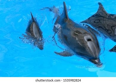 Charming Dolphin Baby Swims His Mom Stock Photo 1535982824 | Shutterstock