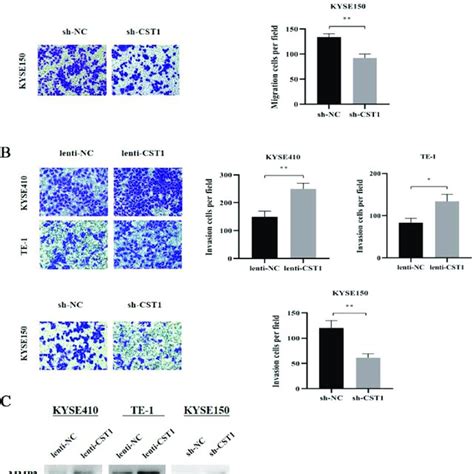 Effect Of Cst1 On Migration And Invasion As Well As Emt Related Protein