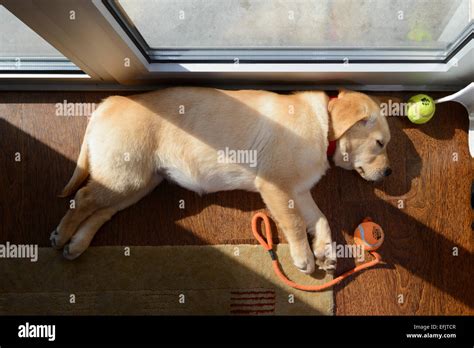 Yellow Lab Puppy Sleeping