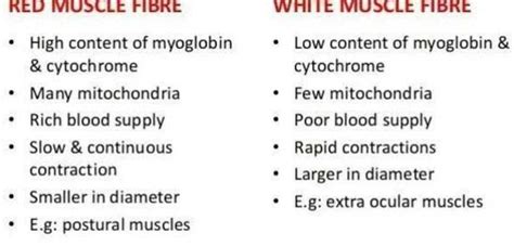 Difference Between Red And White Muscle Fibres EduRev NEET Question