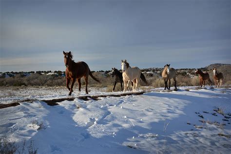 Photo Gallery — Spanish Mustang Foundation