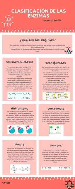 Clasificación de las Enzimas Angélica Sánchez Delgado uDocz