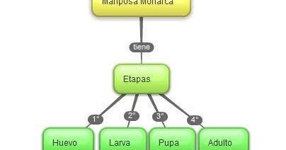 Biología IV María Eugenia Tovar Mapa conceptual Mariposas Monarca